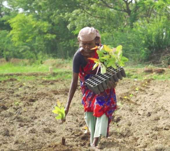 TNPL pulp wood improvement program