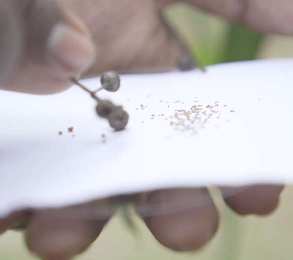 TNPL sustainable silviculture practice