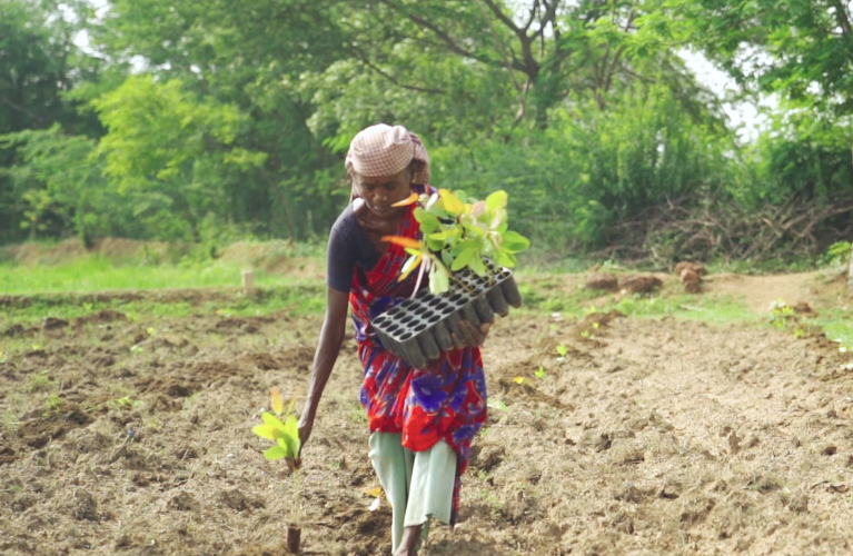 TNPL pulpwood improvement