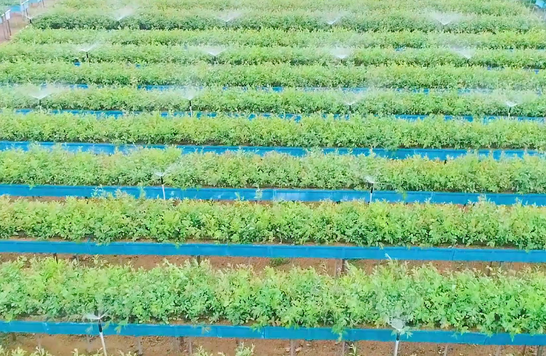 TNPL plantation achievements